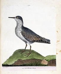 Zoologisk diagram (ornitologi): den grå maubeche (lilla næb eller calidris maritima). Illustration i "Fuglenes historie, malet i deres udseende og følsomme aspekter" af Francois Nicolas Martinet (1731-1800). Privat samling.