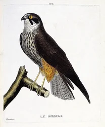 Zoologisk kort (ornitologi): hobreauen (høgehøg eller falco subbuteo) på en gren. Illustration i "Fuglenes historie, malet i deres udseende og følsomme aspekter" af Francois Nicolas Martinet (1731-1800). Privat samling.