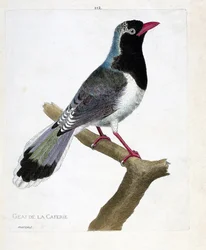 Zoologisk kort (ornitologi): kaffebarens jay (rødnæb pirolla eller urocissa erythrorhyncha). Illustration i "Fuglenes historie, malet i deres udseende og følsomme aspekter" af Francois Nicolas Martinet (1731-1800). Privat kollega