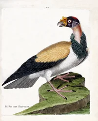 Zoologisk diagram (ornitologi): kongen af gribbe (sarcoramph king eller sarcoramphus papa). Illustration i "Fuglenes historie, malet i deres udseende og følsomme aspekter" af Francois Nicolas Martinet (1731-1800). Privat samling.