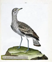 Zoologisk kort (ornitologi): den store plover eller krage (oedicneme criard (Burhinus oedicnemus). Illustration i "Fuglenes historie, malet i deres udseende og følsomme aspekter" af Francois Nicolas Martinet (1731-1800). Privat samling.