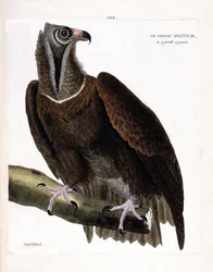 Zoologisk tavle (ornitologi): den store grib (munkegrib eller Aegypius monachus) på en gren. Illustration i “Fuglenes historie, malet i deres synlige og følsomme aspekter” af François Nicolas Martinet (1731-1800). Privat samling.