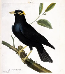 Zoologisk diagram (ornitologi): Mainate (religiøs mainate eller gracula religiosa) på en gren. Illustration i "Fuglenes historie, malet i deres udseende og følsomme aspekter" af Francois Nicolas Martinet (1731-1800). Privat samling.