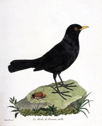 Zoologisk planche (ornitologi): solsort-hannen (sort solsort eller Turdus merula). Illustration i „Fuglenes historie, malet i deres synlige og følsomme aspekter“ af François Nicolas Martinet (1731-1800). Privat samling.