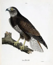 Zoologisk diagram (ornitologi): dysen (variabel dyse eller buteo buteo) på en gren. Illustration i "Fuglenes historie, malet i deres udseende og følsomme aspekter" af Francois Nicolas Martinet (1731-1800). Privat samling.