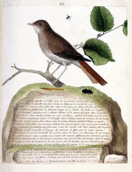 Zoologisk kort (ornitologi): den et-årige nattergal (nattergal eller luscinia megarhynchos) på en gren. Illustration i "Fuglenes historie, malet i deres udseende og følsomme aspekter" af Francois Nicolas Martinet (1731-1800). Privat