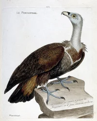 Zoologisk diagram (ornitologi): percnoptere (fawn grib eller fulvus gips). Illustration i "Fuglenes historie, malet i deres udseende og følsomme aspekter" af Francois Nicolas Martinet (1731-1800). Privat samling.