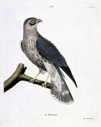 Zoologisk diagram (ornitologi): klippen (emerillonfalk eller falco colombarius) på en gren. Illustration i "Fuglenes historie, malet i deres udseende og følsomme aspekter" af Francois Nicolas Martinet (1731-1800). Privat samling.
