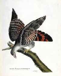 Zoologisk kort (ornitologi): den lille amerikanske ørn (buffon busard eller circus buffoni) på en gren. Illustration i "Fuglenes historie, malet i deres udseende og følsomme aspekter" af Francois Nicolas Martinet (1731-1800). Privat samling