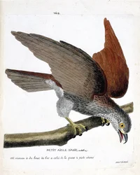 Zoologisk kort (ornitologi): den lille asiatiske ørn (sacre eller haliastur indus) på en gren. Illustration i "Fuglenes historie, malet i deres udseende og følsomme aspekter" af Francois Nicolas Martinet (1731-1800). Privat samling.