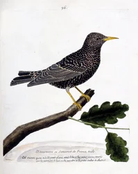 Zoologisk kort (ornitologi): stæren eller sansonet (stær eller sturnus vulgaris) på en gren. Illustration i "Fuglenes historie, malet i deres udseende og følsomme aspekter" af Francois Nicolas Martinet (1731-1800). Privat samling.