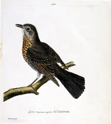 Zoologisk diagram (ornitologi): trøske almindeligvis kaldet calandrotte på en gren. Illustration i "Fuglenes historie, malet i deres udseende og følsomme aspekter" af Francois Nicolas Martinet (1731-1800). Privat samling.