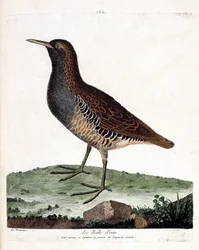 Zoologisk kort (ornitologi): vandraven (rallus aquaticus). Illustration i "Fuglenes historie, malet i deres udseende og følsomme aspekter" af Francois Nicolas Martinet (1731-1800). Privat samling.