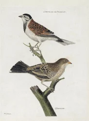 Zoologisk kort (ornitologi): top til bund: Rør-ortolan (Red Sparrow eller Emberiza schoeniclus) og Ortolan (Ortolan Sparrow eller Emberiza hortulana) på en gren. Illustration i "Fuglenes historie, malet i deres udseende og følsomme aspekter"