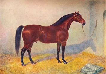 Cleveland Bay hingst Sultan, c1902 c1910