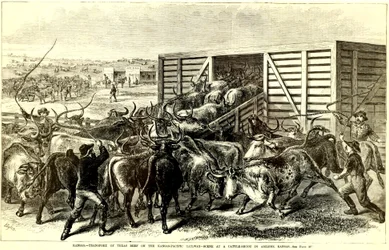 Cattle Chute i Abilene, Kansas, ca. 1871 (gravering)