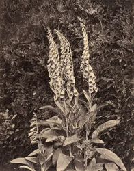 Foxgloves, ca. 1860