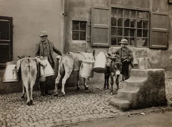 Mælkeæsler, ca. 1890.