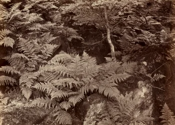 Uden titel Fern Study, slutningen af 1870