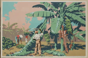 Skæring af bananer på Jamaica (farve litho)