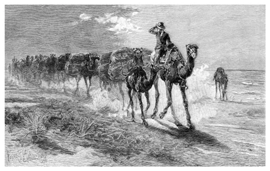 Kameler, der bærer uld, 1886.
