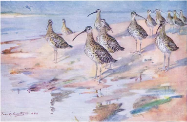 Curlews ved Blakeney Point (litho)