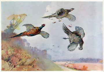 Højfasaner, illustration fra 