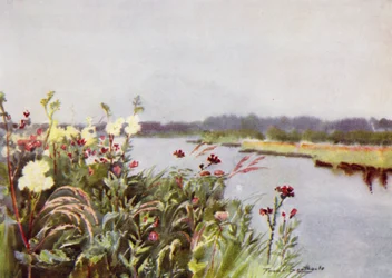 Norfolk Broads: A Bure Bank (farve litho)