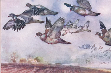 Skovduer i flugt, illustration fra Wild Nature & Country Life udgivet af Hodder & Stoughton, ca. 1910
