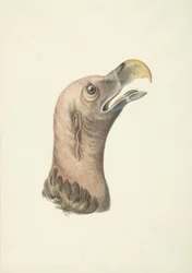 Hoved af en øregrib (Otogyps auricularis Daud)
