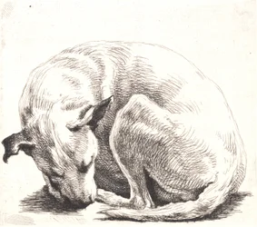 Prøveplade: En hund