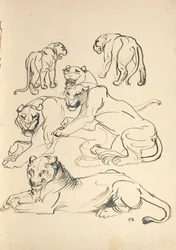 Seks Cougars