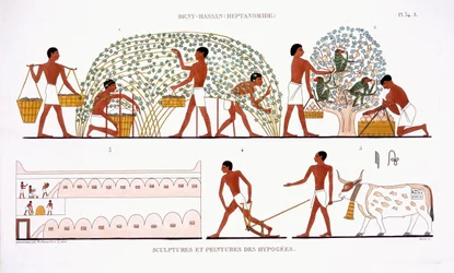 Frugtplukning, fra en sjælden optegnelse af fresker fra Theben, optaget 1819-1822 på sit andet besøg i Egypten af Frederic Cailliaud (1787-1869), farve litho