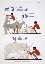 Veterinærarbejde, fra en sjælden optegnelse af fresker fra Theben, registreret 1819-1822 på sit andet besøg i Egypten af Frederic Cailliaud (1787-1869), farve litho