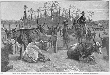 Kvæg i en Kansas Corn Corral, illustration fra 
