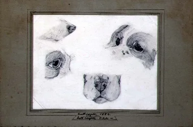 Studier af kunstnerens hund