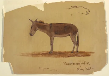 Tegning, et æsel, Baranquilla, Columbia, maj 1853