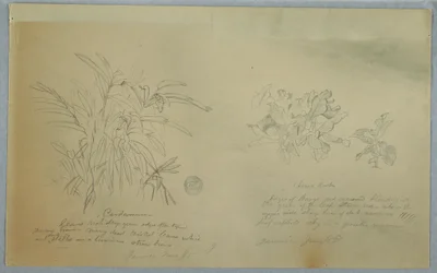 Tegning, studier af arrowroot og kardemomme, Jamaica, juni 1865