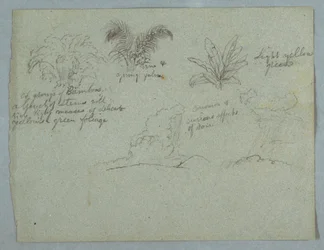 Tegning, bambus, vin og en ung palme, plante og to scener med regn, der falder fra skyer over højdedrag, Rio Magdalena, Colombia, 1853, sandsynligvis maj