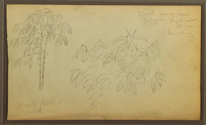Tegning, Botaniske skitser, 1857