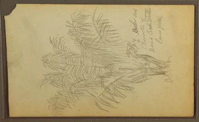 Tegning, Botaniske skitser, 1857