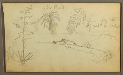 Tegning, Botaniske skitser, 1857