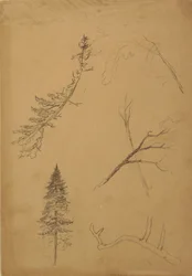 Tegning, Botaniske skitser, 1888