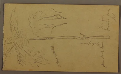 Tegning, botaniske skitser, juni 1865