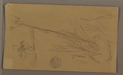 Tegning, botaniske skitser, der viser detaljer af en plante, Jamaica, juli 1865