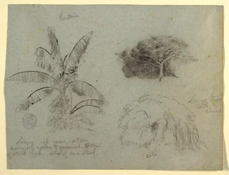Tegning, Botaniske skitser, Sydamerika, maj 1853 