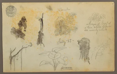Tegning, Botaniske skitser fra Colombia: Bambustræer, stammer og detaljer, juli 1853