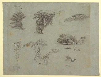 Tegning, Botaniske skitser fra Sydamerika: en palme, grupper af træer, hængende kviste, et stort træ ved siden af et hus og en flyvende trane, 1853, sandsynligvis maj