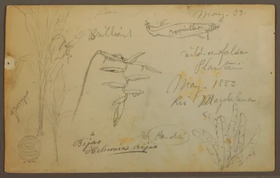 Tegning, Botaniske skitser fra Rio Magalena, Colombia, maj 1853