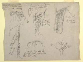 Tegning, botaniske studier fra Rio Magdalena, Colombia:  Parasit, dødt træ, 1853